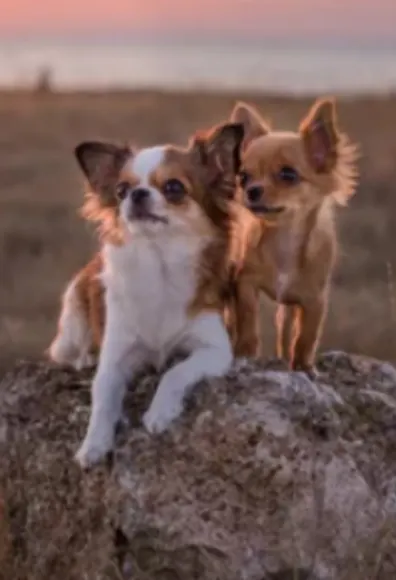 Two Small Dogs Sitting on a Rock in the Desert